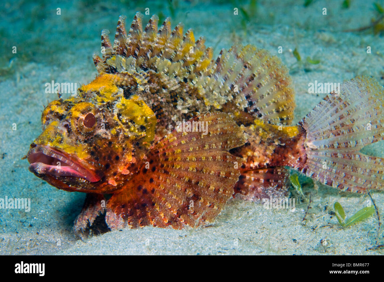 Barbfish (Scorpaena brasiliensis) photographié dans la lagune près de Lake Worth de la Palm Beach Inlet en Singer Island, FL. Banque D'Images