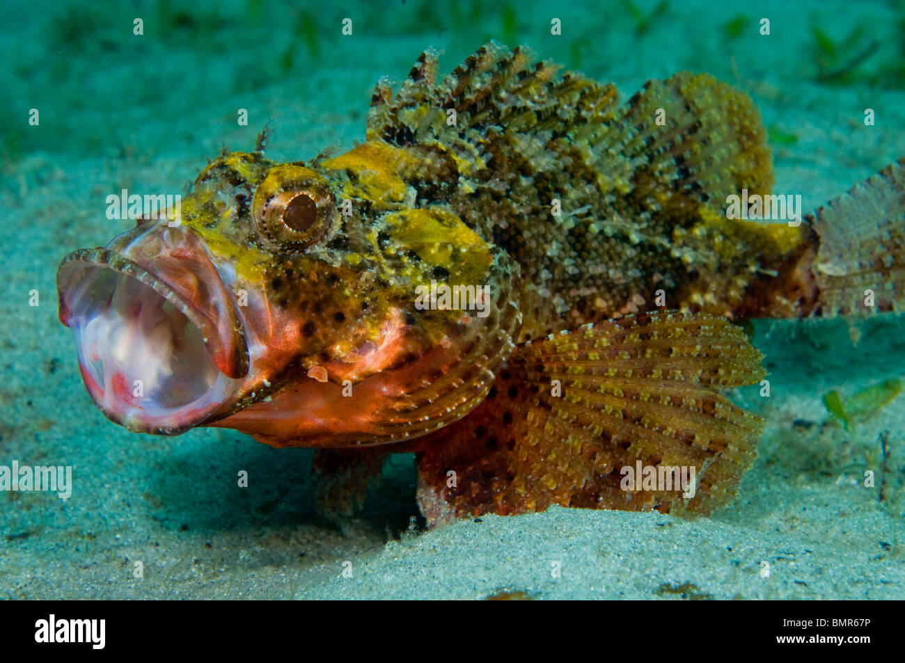 Barbfish (Scorpaena brasiliensis) photographié dans la lagune près de Lake Worth de la Palm Beach Inlet en Singer Island, FL. Banque D'Images