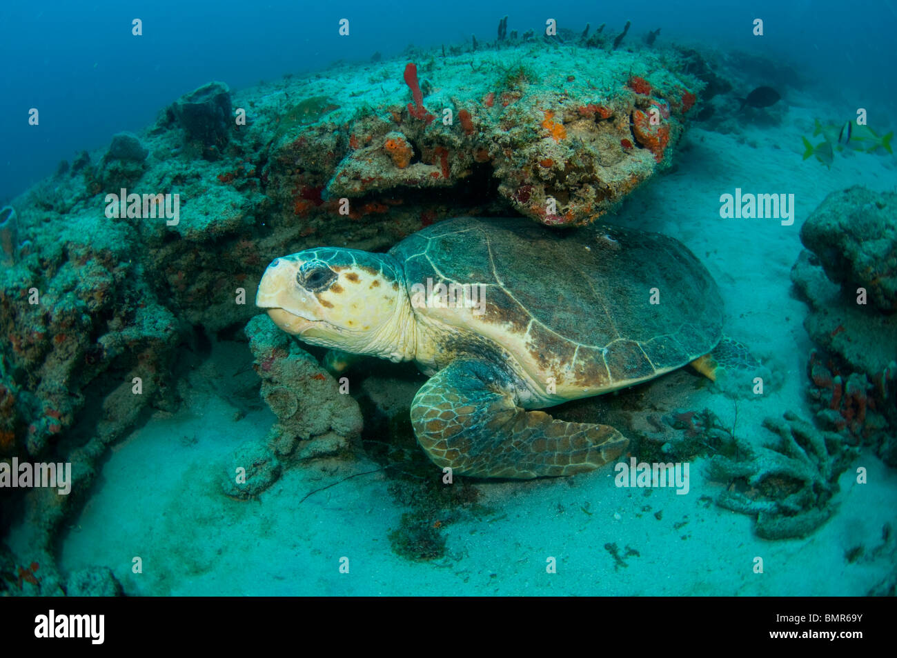 Tortue de mer loggerhead (Caretta caretta) dans la région de Palm Beach County, Floride. Banque D'Images