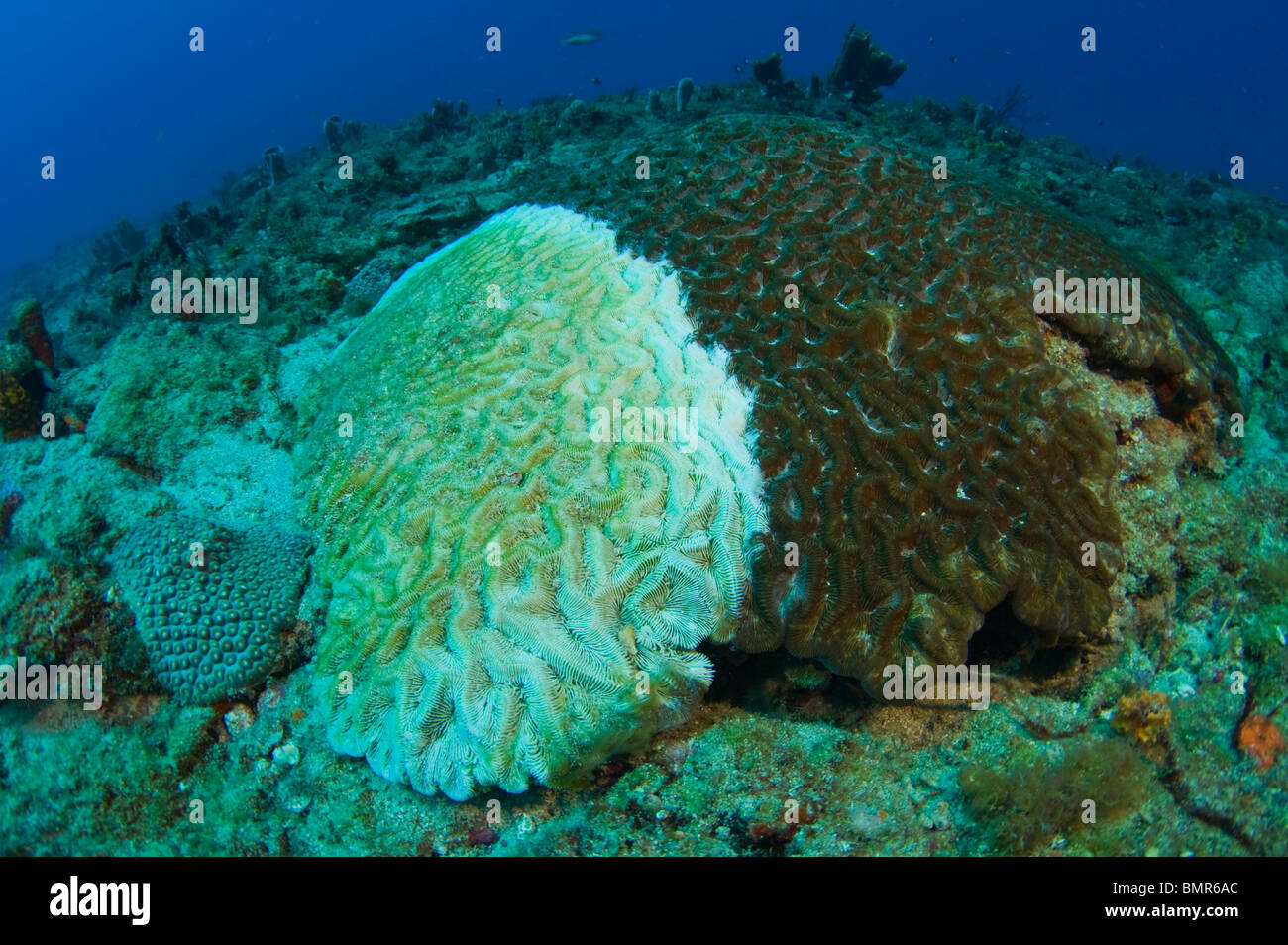 Diploria strigosa (corail cerveau) dans la région de Juno Beach, FL atteints de peste blanche, une maladie qui a ravagé les récifs coralliens des Caraïbes Banque D'Images
