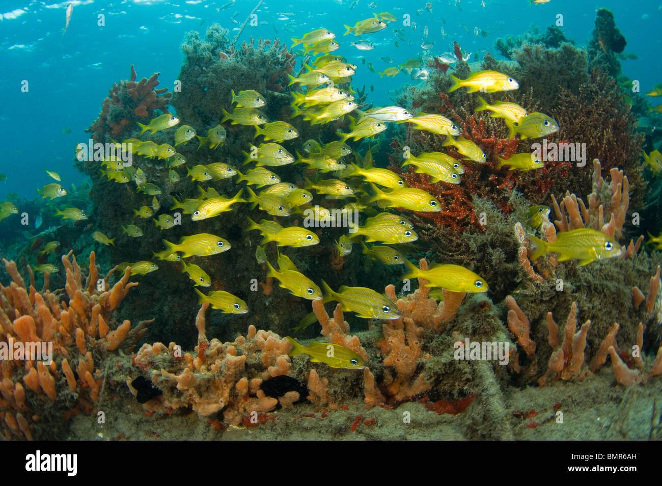 Grognements français (Johnrandallia flavolineatum) scolarisation chez les éponges et coraux dans la lagune de Lake Worth, en Floride. Banque D'Images
