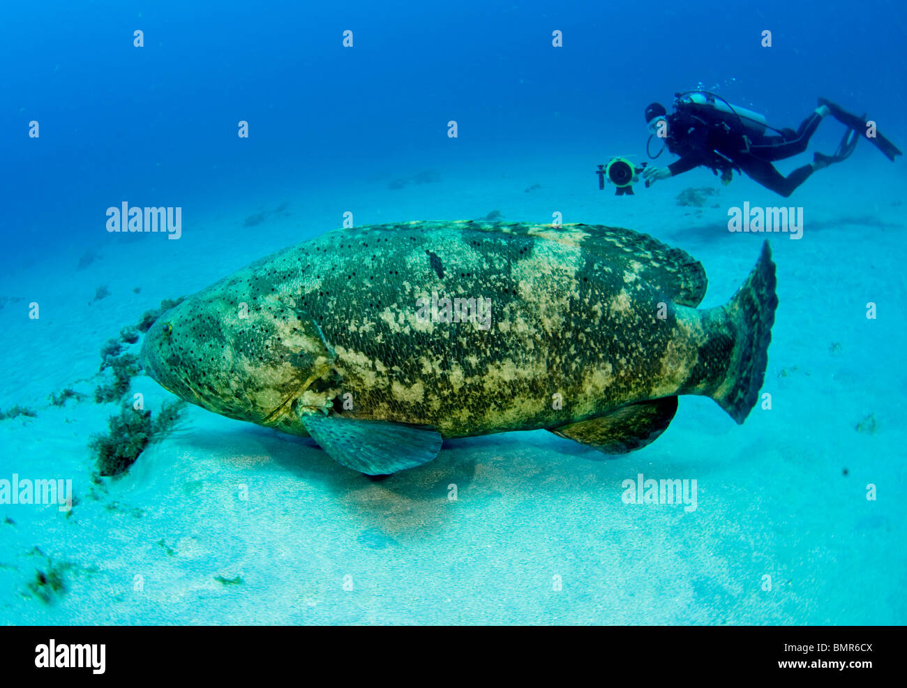 Plongeur et une aire protégée et en voie de Goliath (Epinephelus itajara) dans la région de Jupiter, en Floride. Banque D'Images