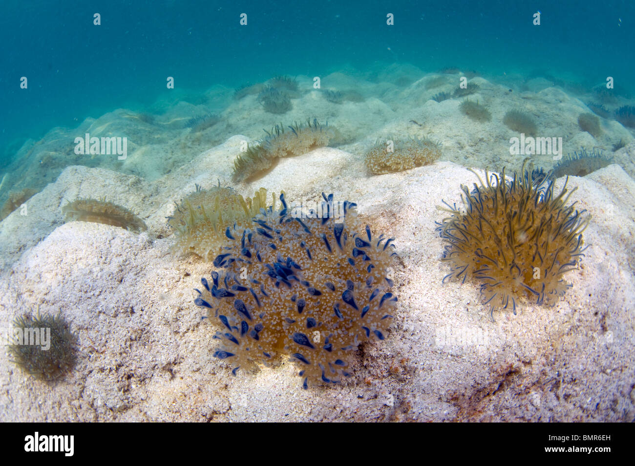 L'envers (méduses Cassiopea xamachana) photographié au Belize, en Amérique centrale. Banque D'Images