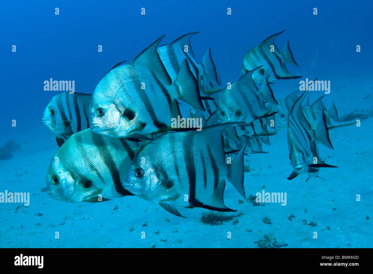 De l'école Spadefish (Chaetodipterus faber) à Palm Beach County, Floride Banque D'Images