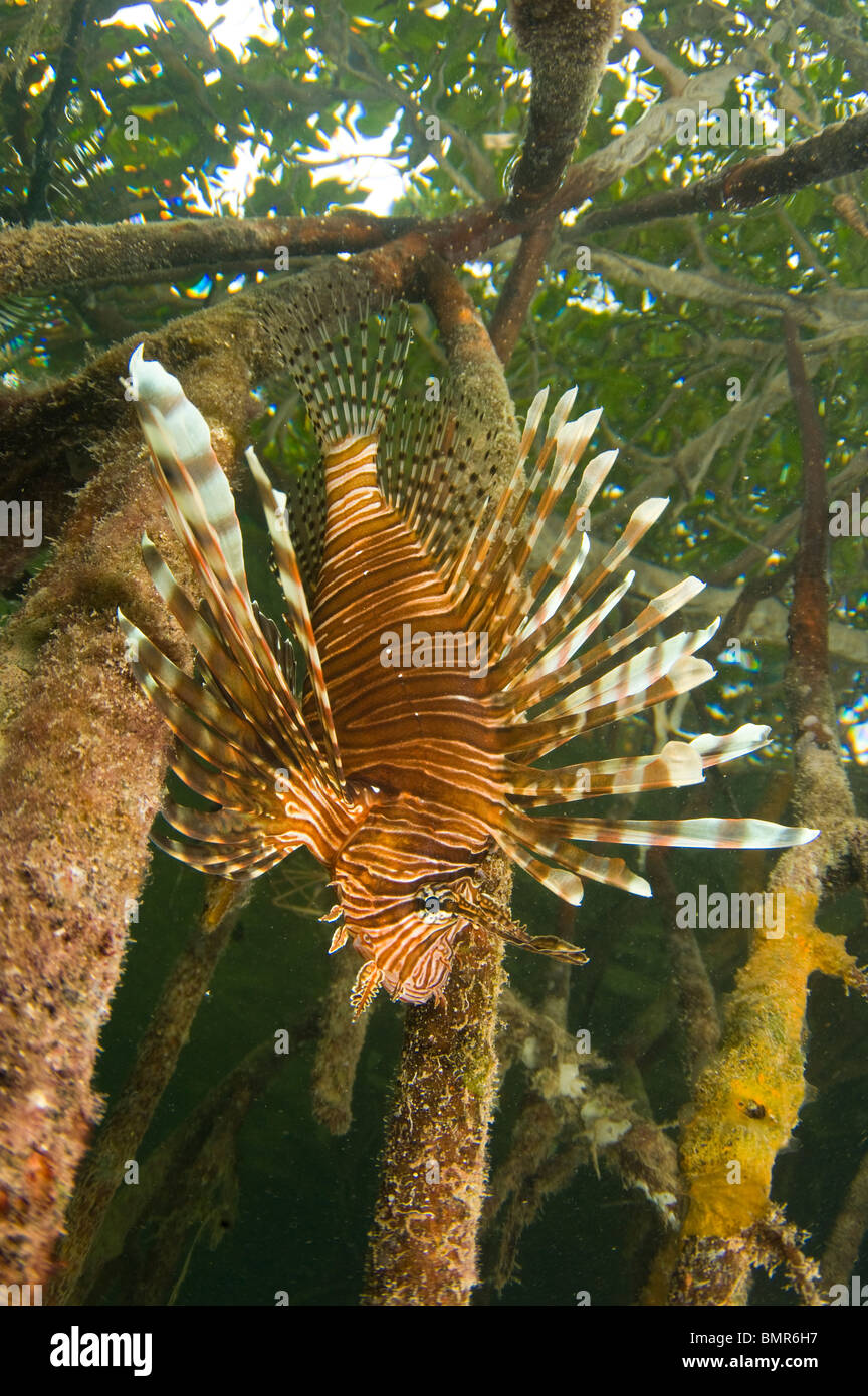 Rascasse volante (Pterois Volitans volitans), une espèce envahissante, dans les mangroves du sud-ouest de Caye au Belize. Banque D'Images