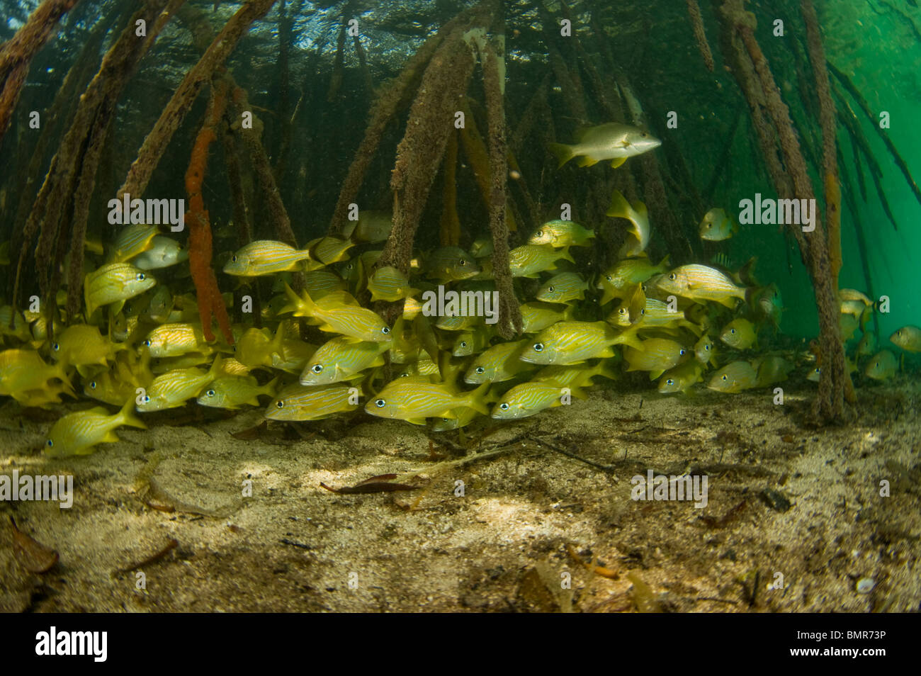 Grognements français (Johnrandallia flavolineatum) mise à l'abri entre les racines de palétuviers rouges (Rhizophora mangle) au Belize. Banque D'Images