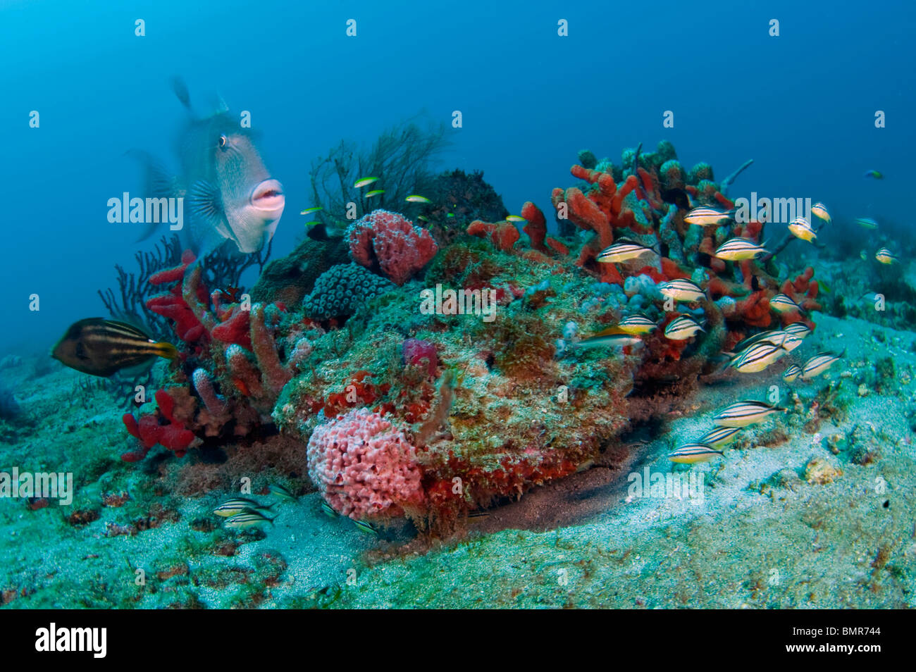 Barrière de Corail à Palm Beach, en Floride, avec un assortiment d'invertébrés et d'espèces de poissons. Banque D'Images Barrière de Corail à Palm Beach, en Floride, avec un assortiment d'invertébrés et d'espèces de poissons. Banque D'Images
