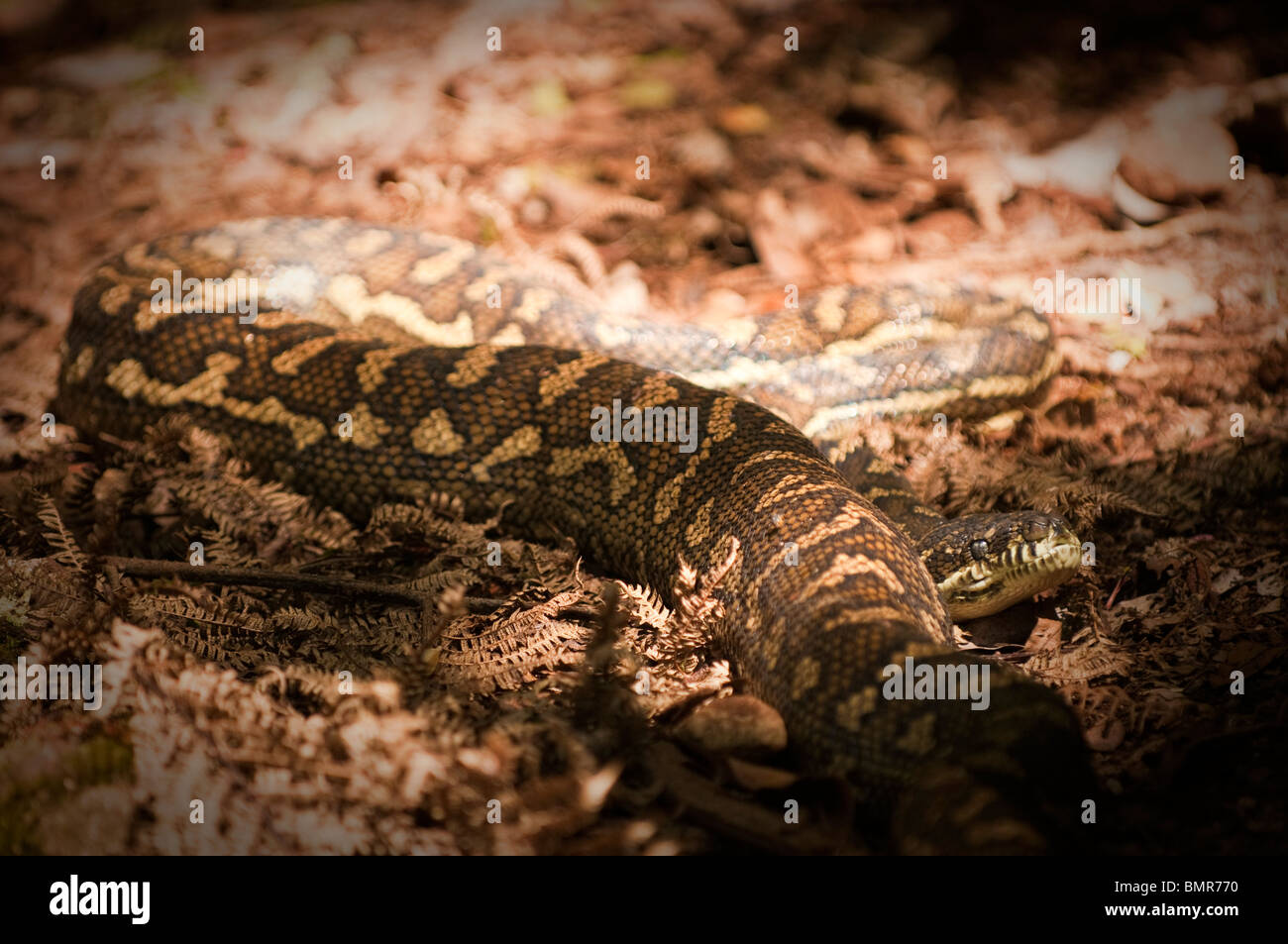 Serpent Python, Albert River Circuit, Parc National de Lamington, Queensland, Australie Banque D'Images