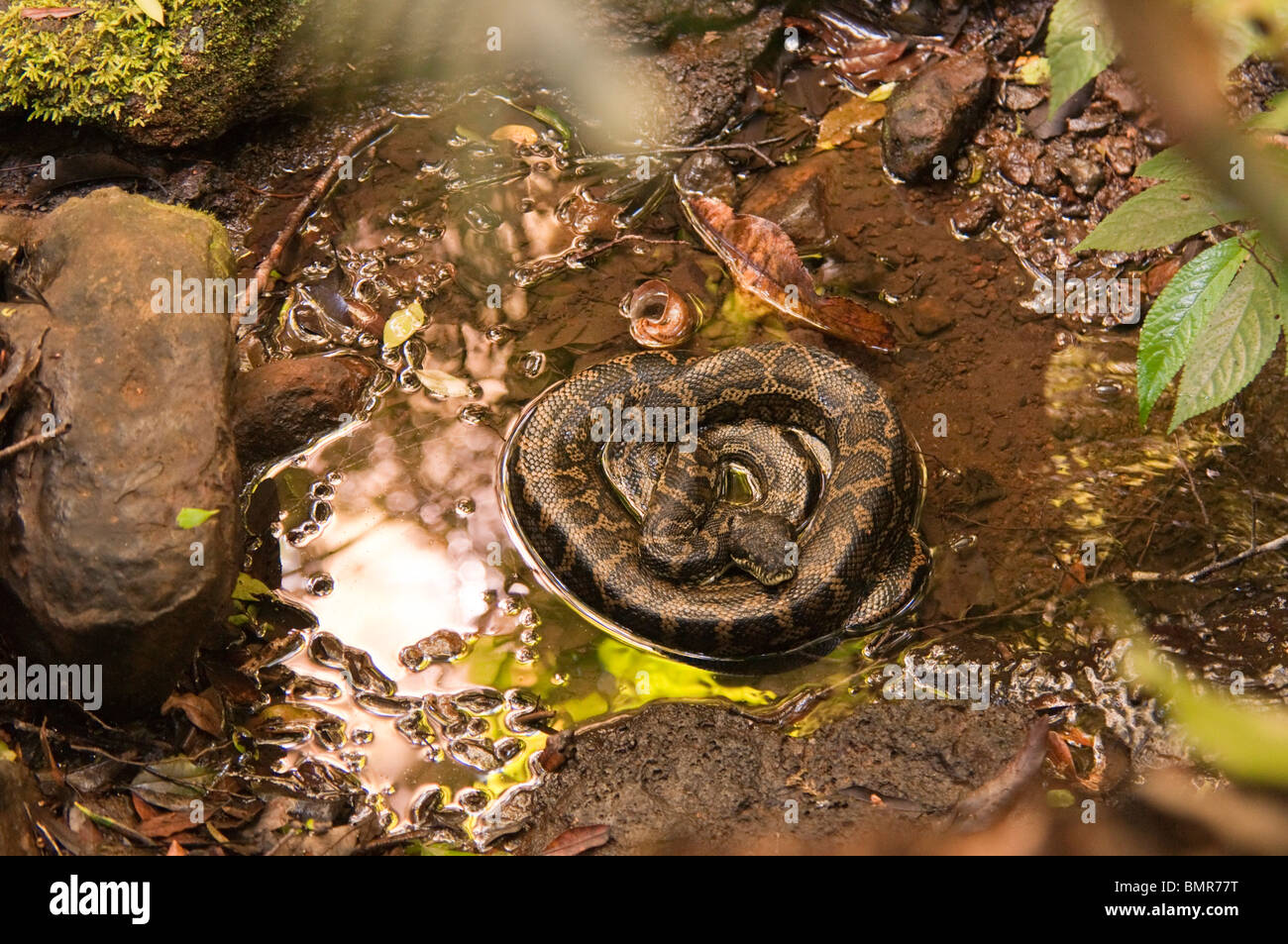 Serpent Python enroulé dans le ruisseau, la rivière Albert Circuit, Parc National de Lamington, Queensland, Australie Banque D'Images