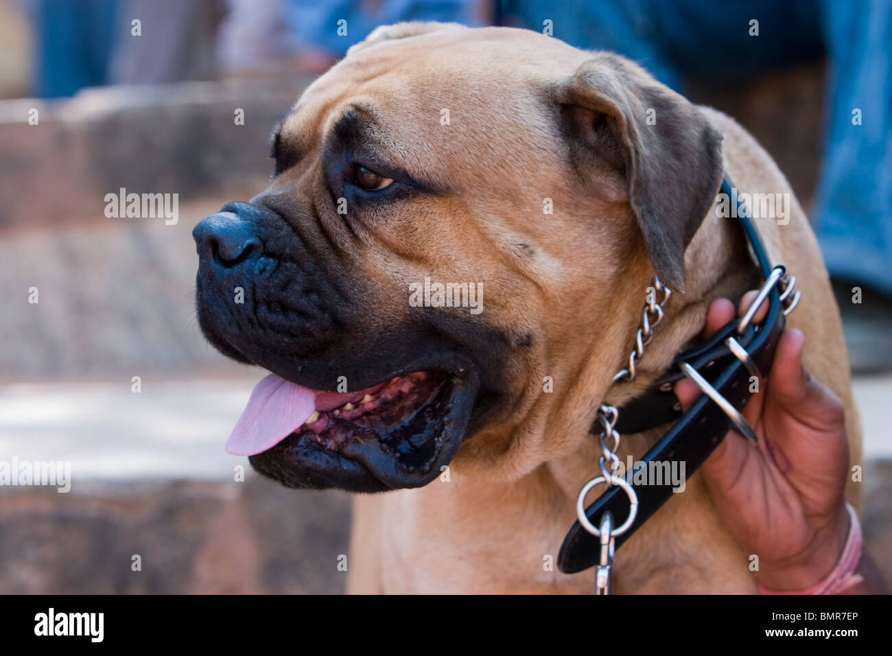 Un Mastiff anglais à l'exposition canine de Bangalore dans l'État du Karnataka, en Inde. Banque D'Images