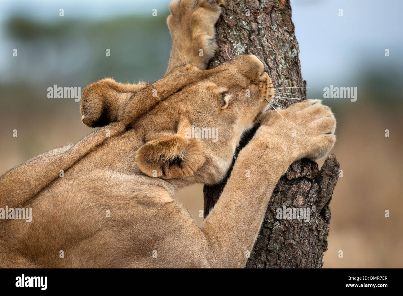 Lionne dents d'affûtage sur l'arbre, le Parc National du Serengeti, Serengeti, Tanzania, Africa Banque D'Images