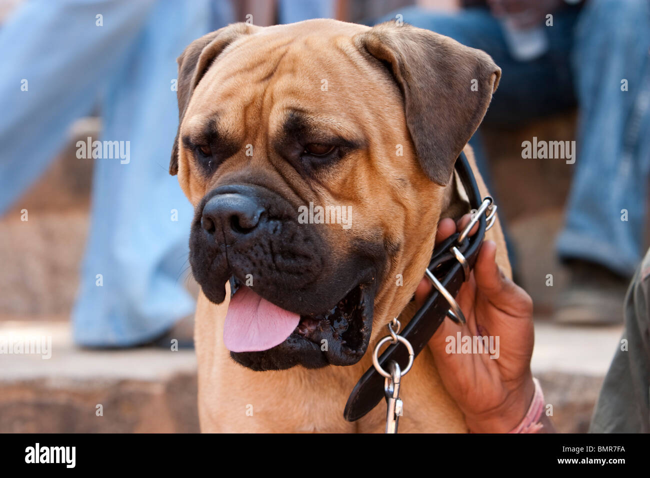 Un Mastiff anglais à l'exposition canine de Bangalore dans l'État du Karnataka, en Inde. Banque D'Images
