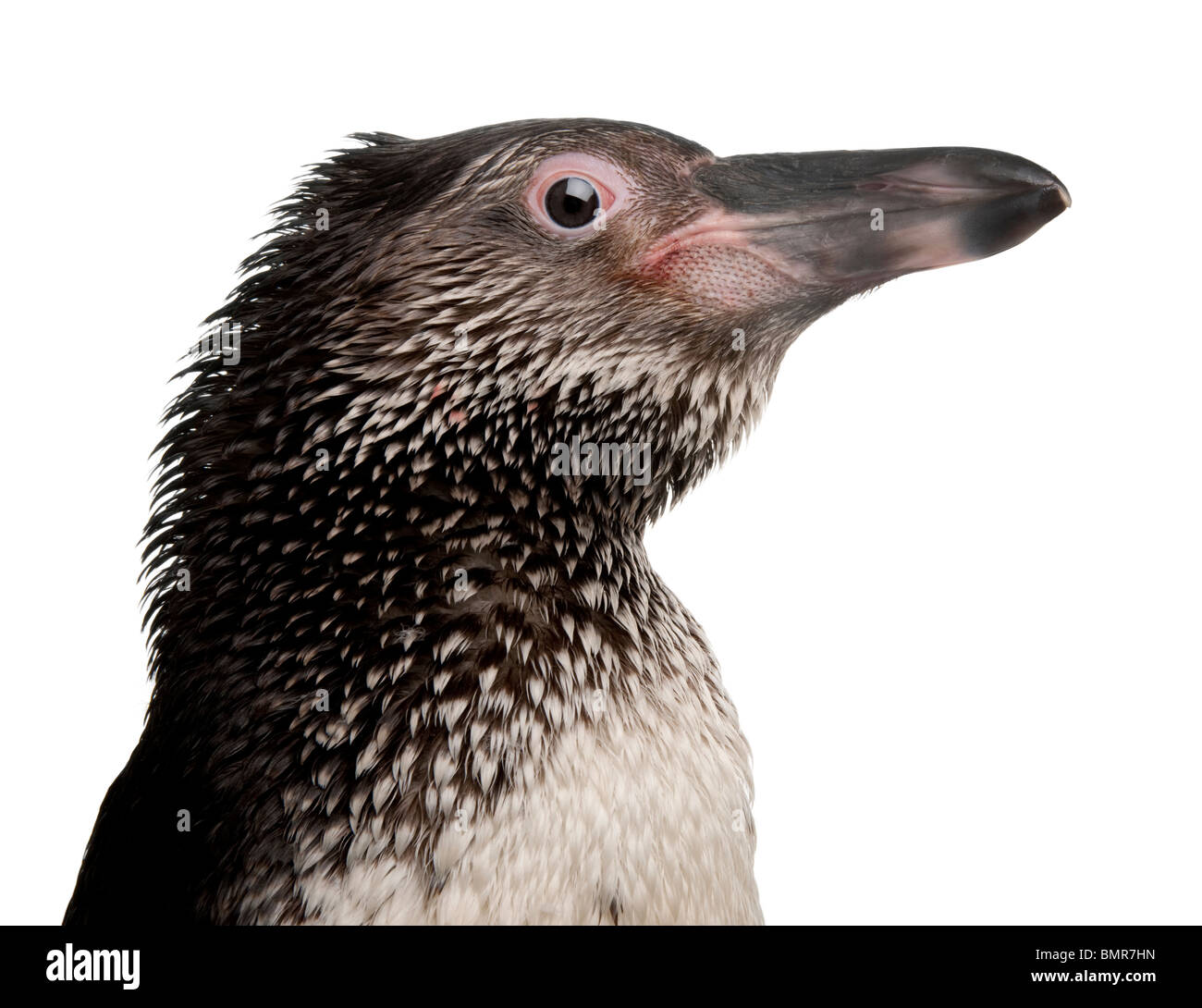 Manchot de Humboldt, Spheniscus humboldti, in front of white background Banque D'Images