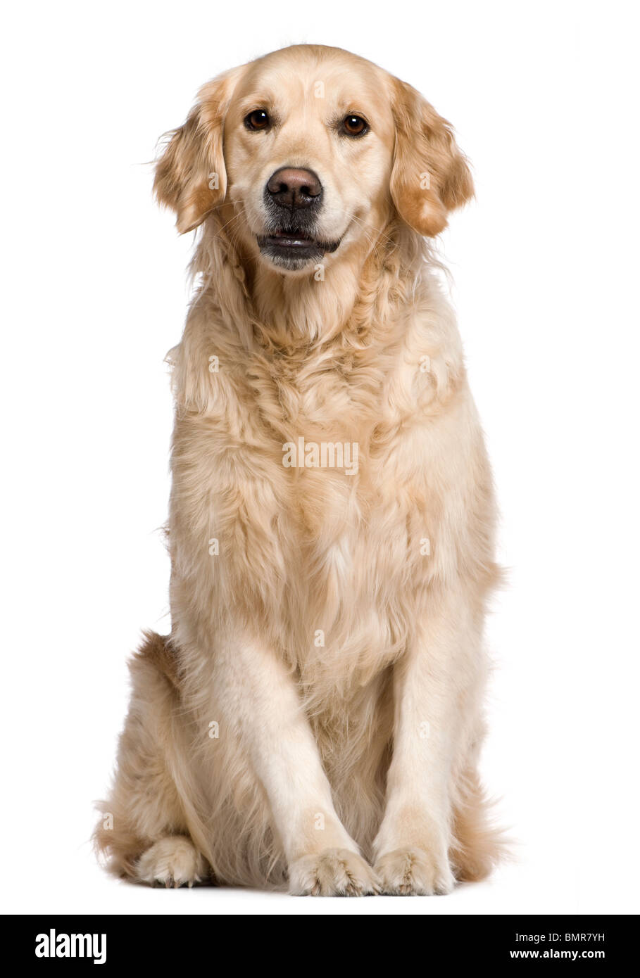 Labrador Retriever, 4 ans, in front of white background Banque D'Images