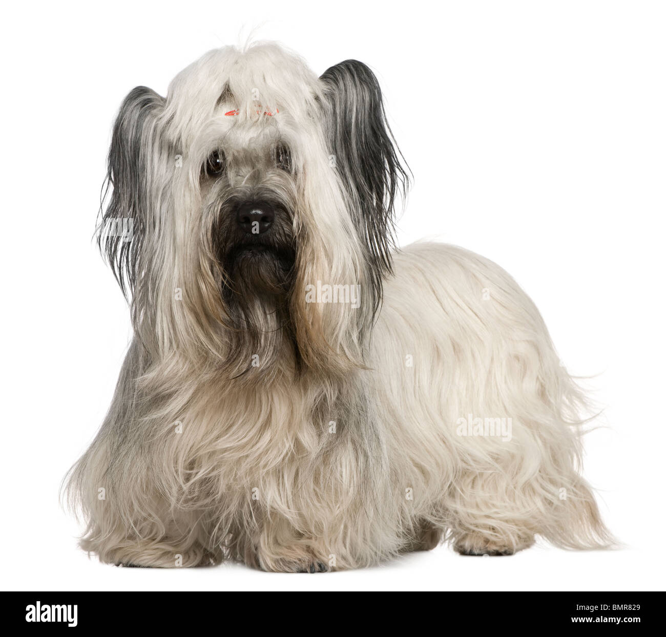 Skye Terrier, 3 ans et demi, in front of white background Banque D'Images