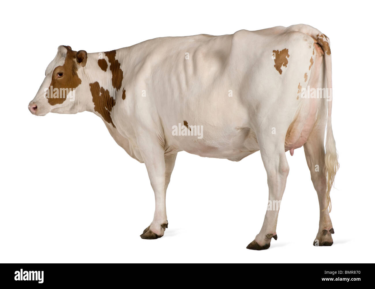 La vache Holstein, 4 ans, standing against white background Banque D'Images
