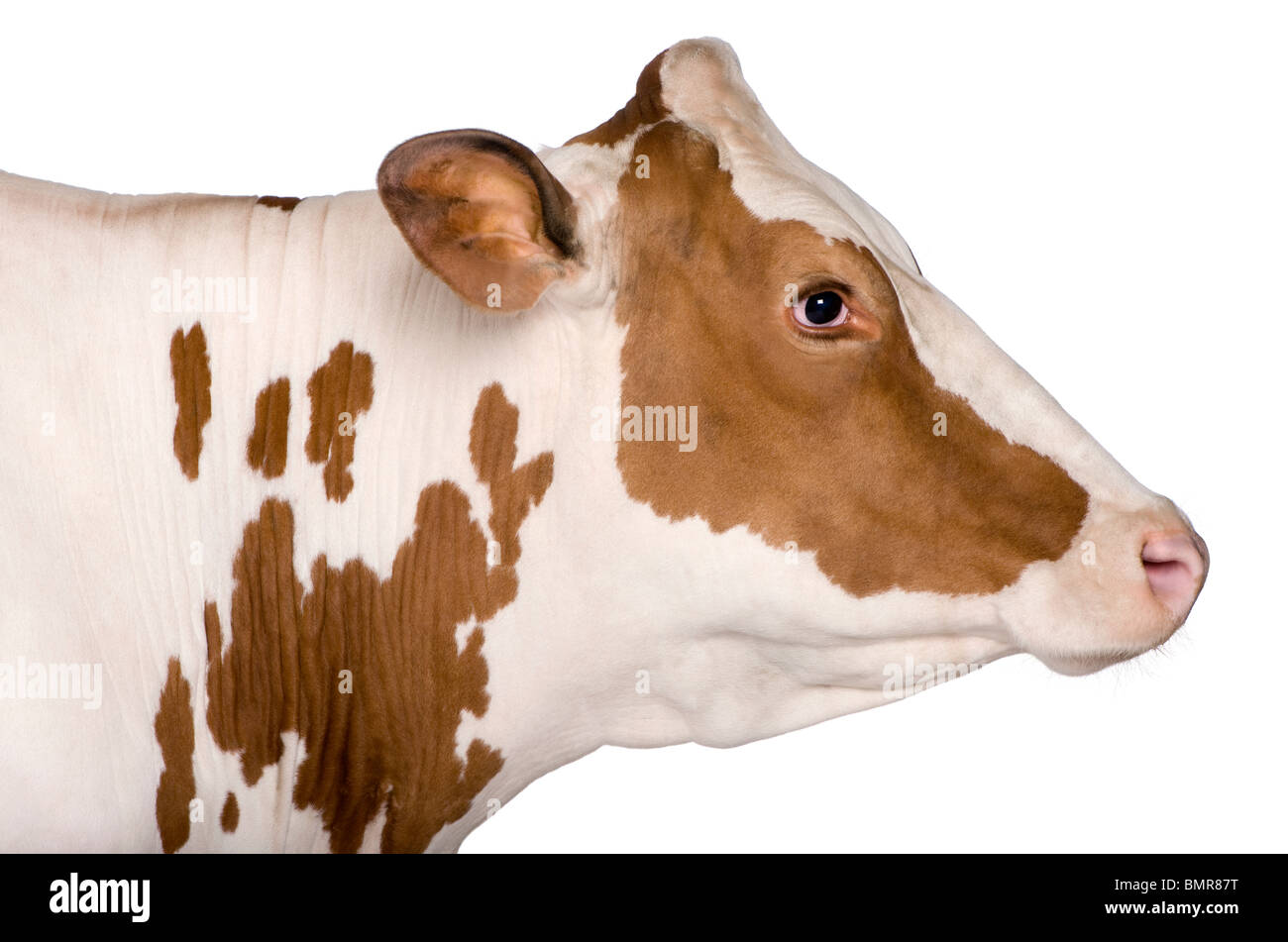La vache Holstein, 4 ans, standing against white background Banque D'Images