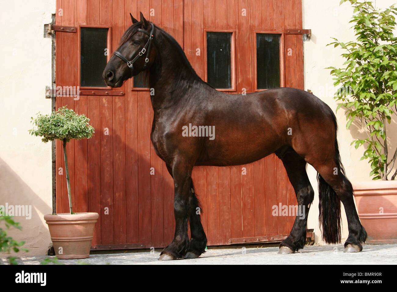 cheval frison Banque D'Images