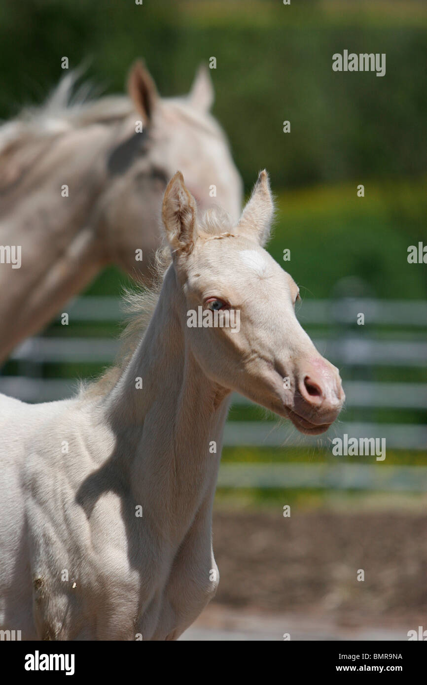 poulain Akhal-teke Banque D'Images