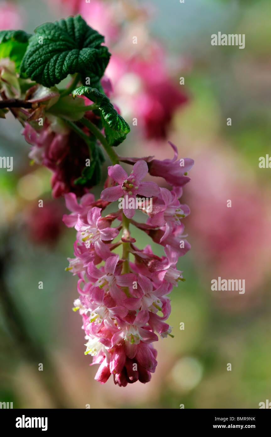 Groseillier à fleurs Ribes sanguineum rouge des fleurs au printemps arbuste à feuilles caduques parfumées parfumées au début du printemps des fleurs parfumées Banque D'Images