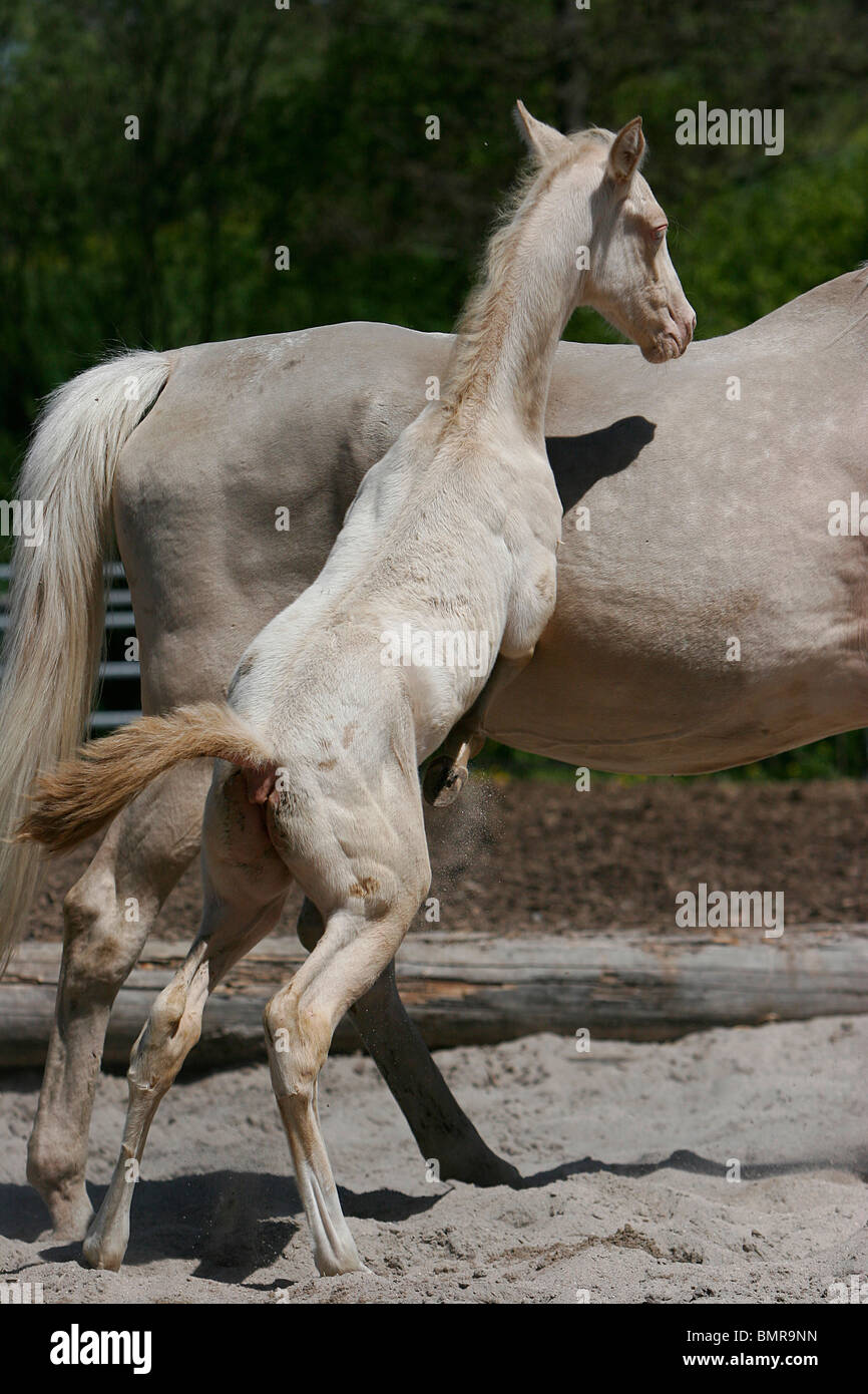 poulain Akhal-teke Banque D'Images