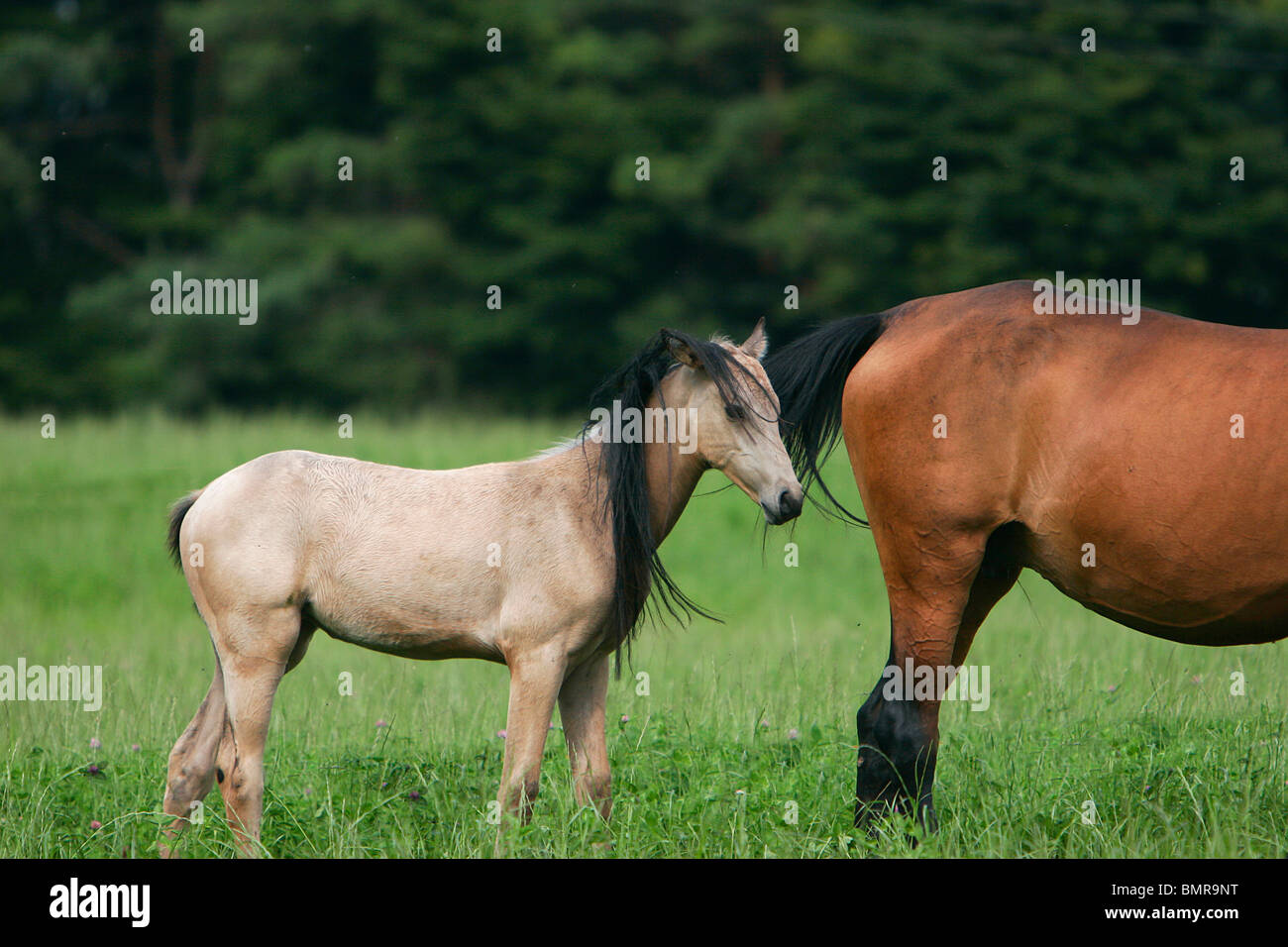poulain Akhal-teke Banque D'Images