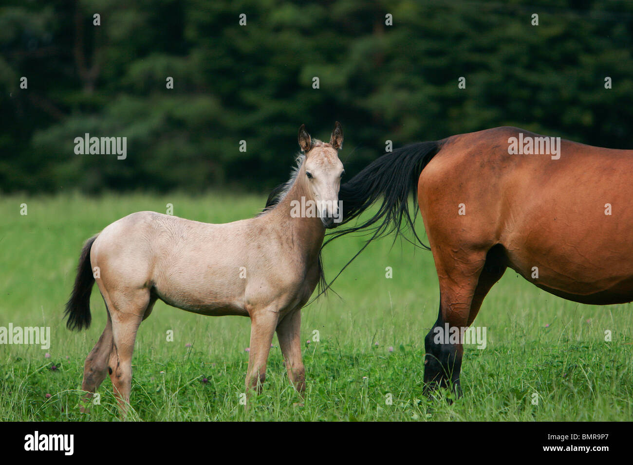 poulain Akhal-teke Banque D'Images