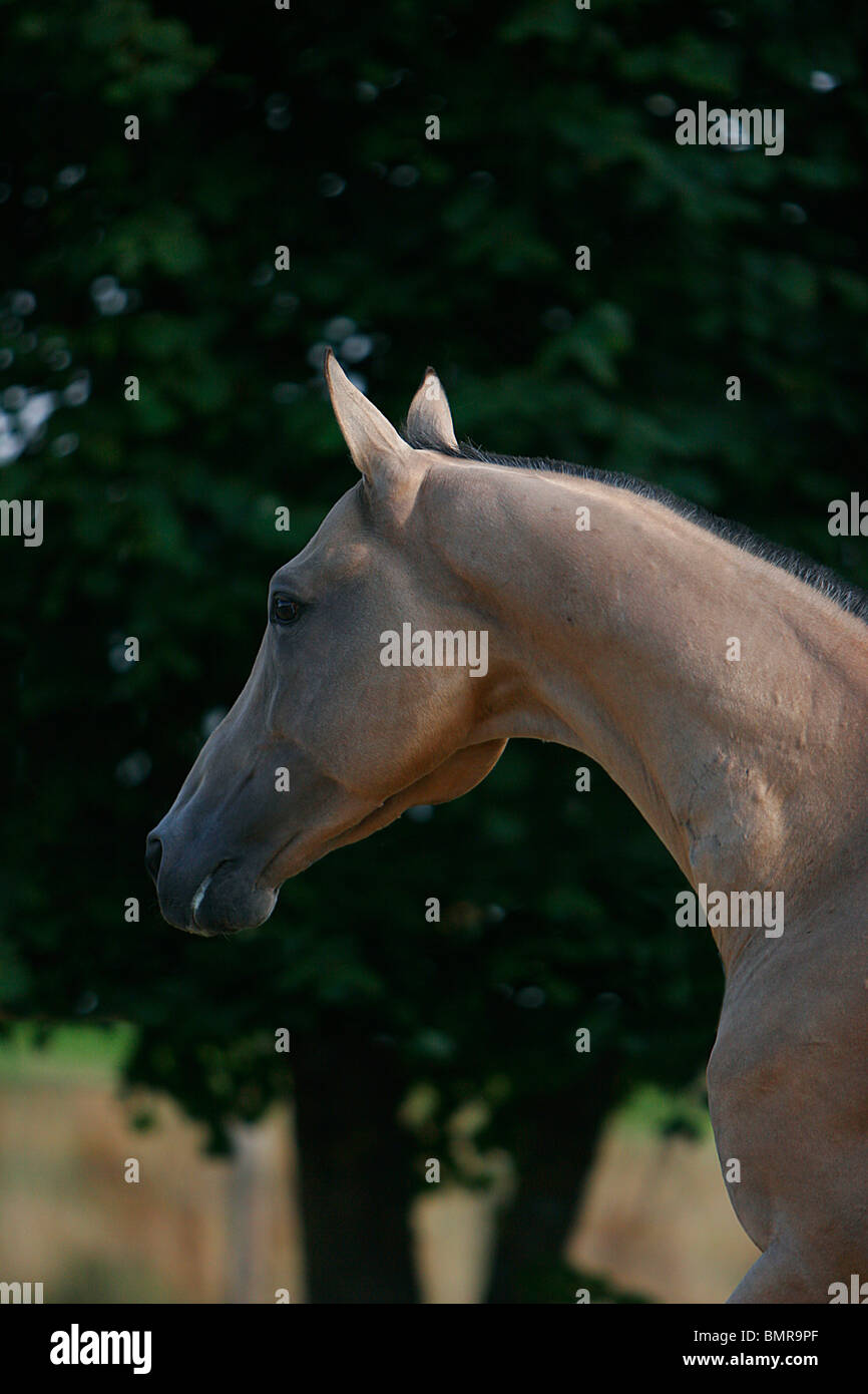 Akhal-teke Banque D'Images