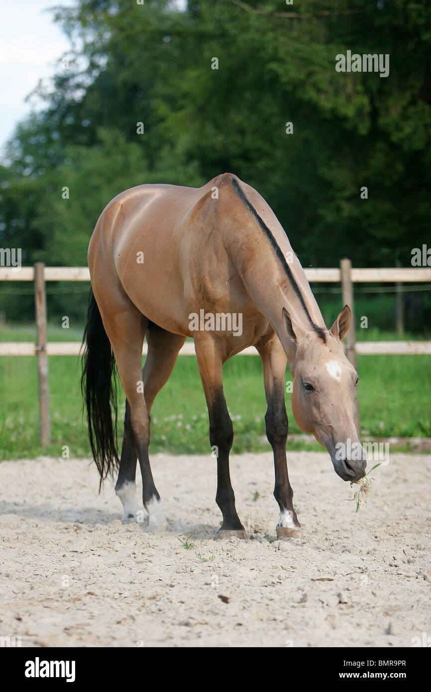 Akhal-teke Banque D'Images
