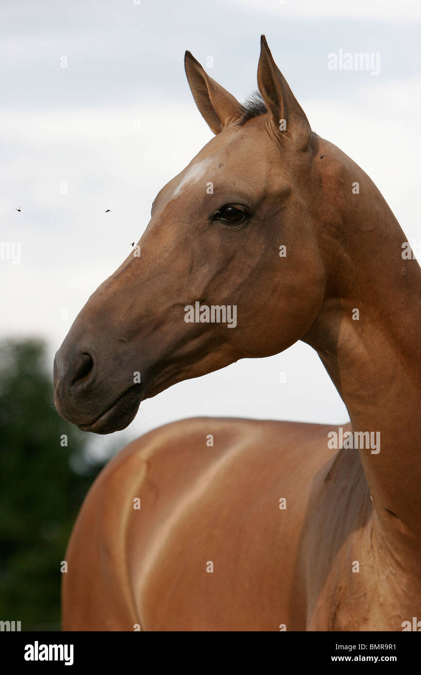 Akhal-teke Banque D'Images