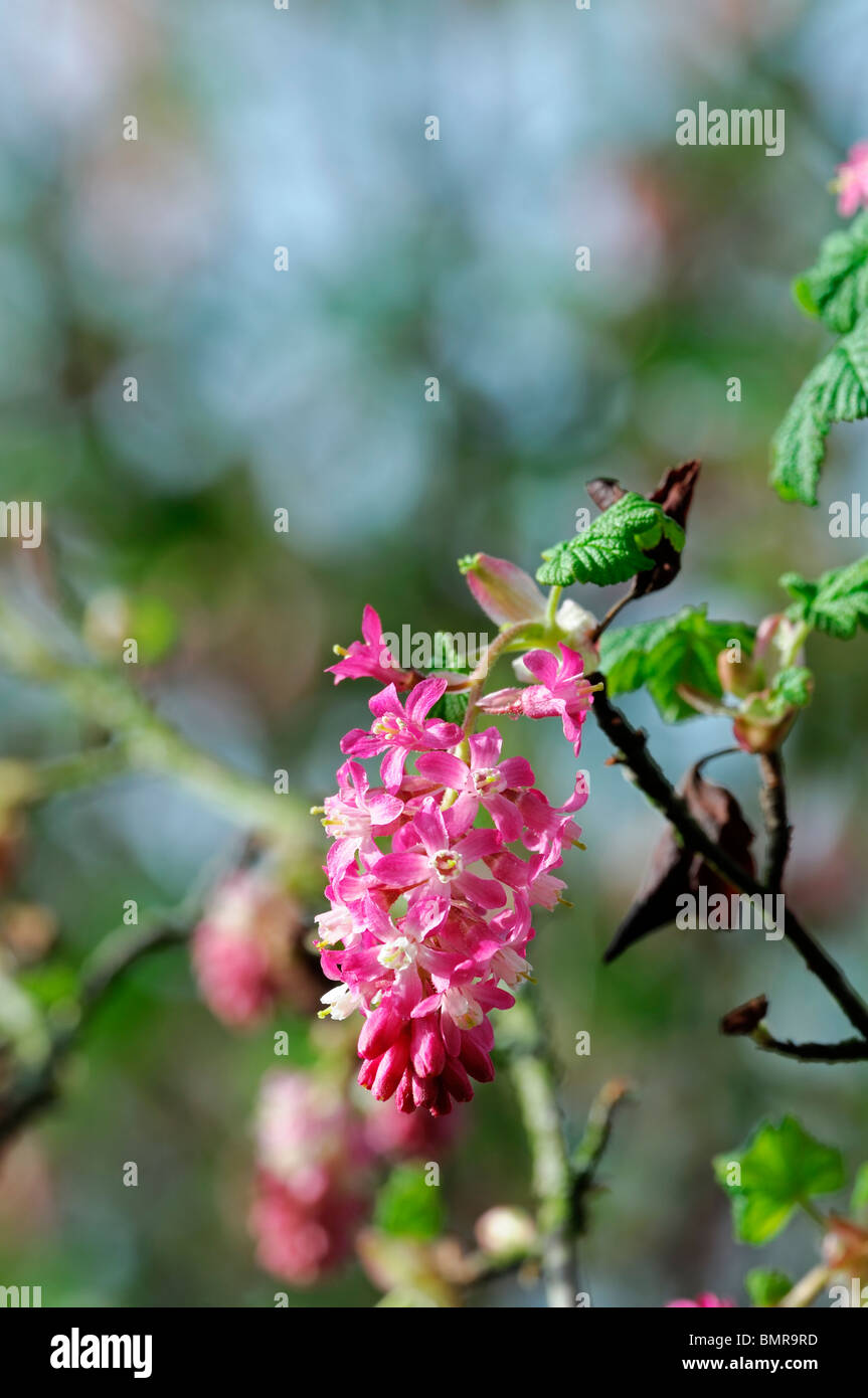 Groseillier à fleurs Ribes sanguineum rouge des fleurs au printemps arbuste à feuilles caduques parfumées parfumées au début du printemps des fleurs parfumées Banque D'Images