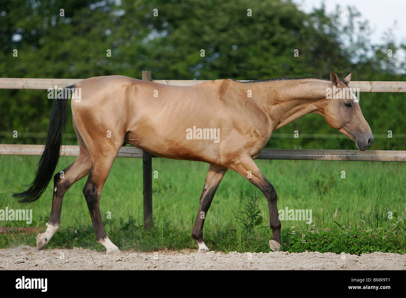 Akhal-teke Banque D'Images
