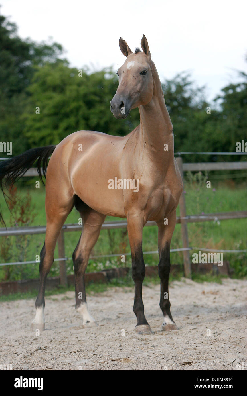 Akhal-teke Banque D'Images