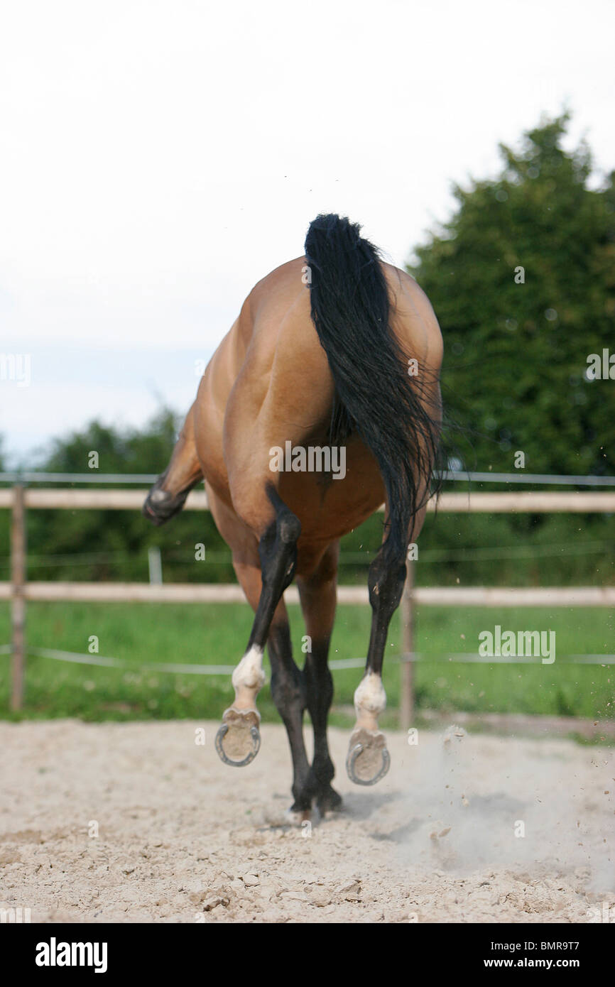 Akhal-teke Banque D'Images
