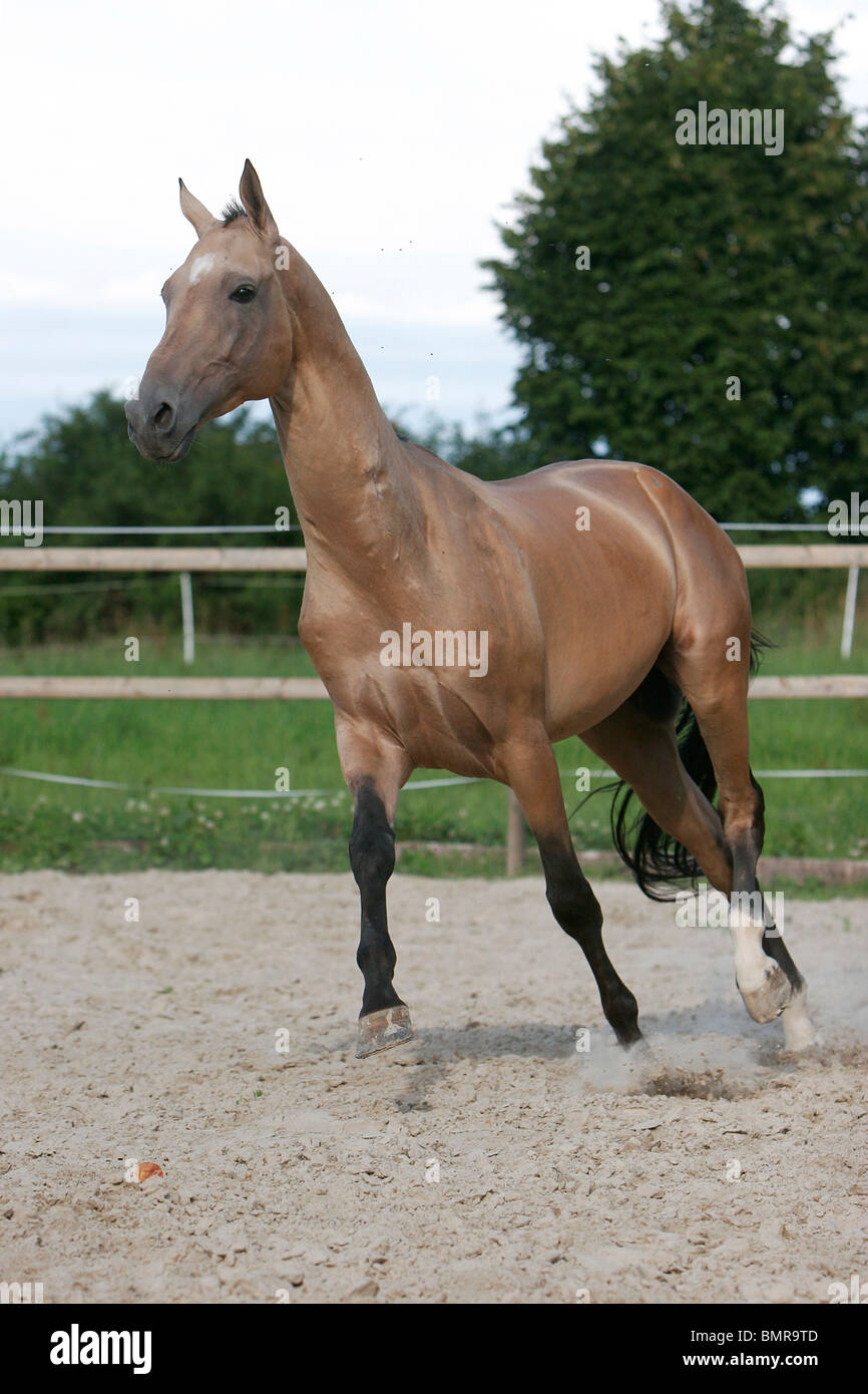 Akhal-teke Banque D'Images