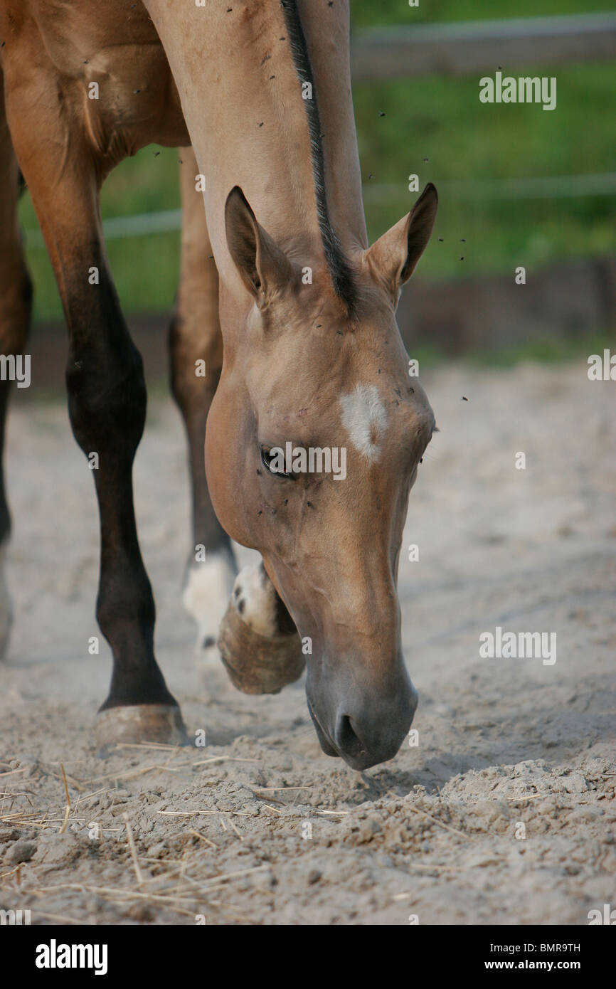 Akhal-teke Banque D'Images