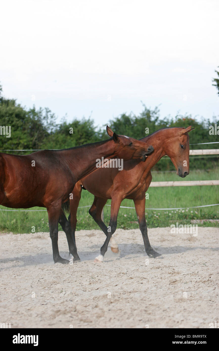 2 chevaux akhal-teke Banque D'Images