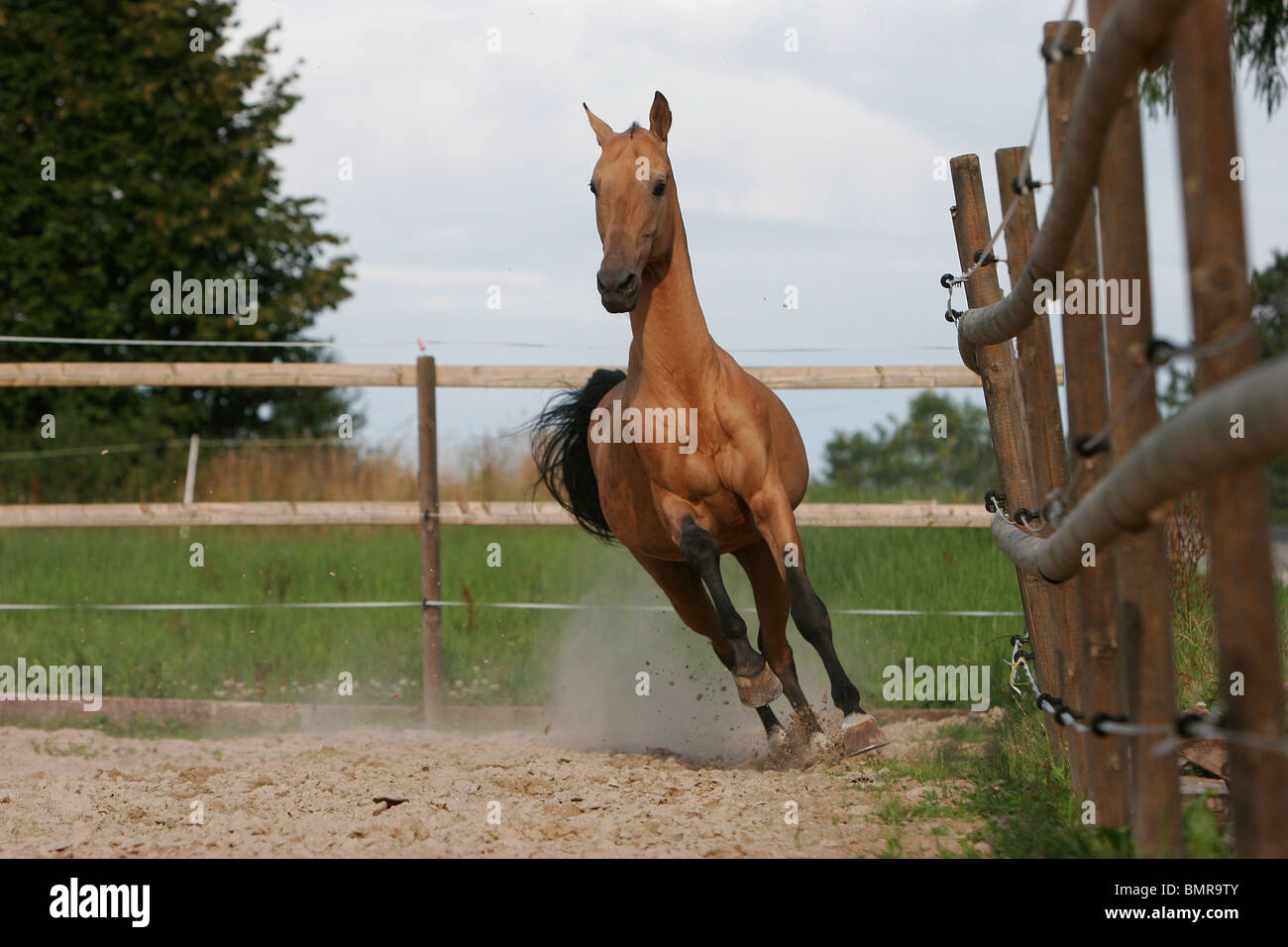 Akhal-teke Banque D'Images