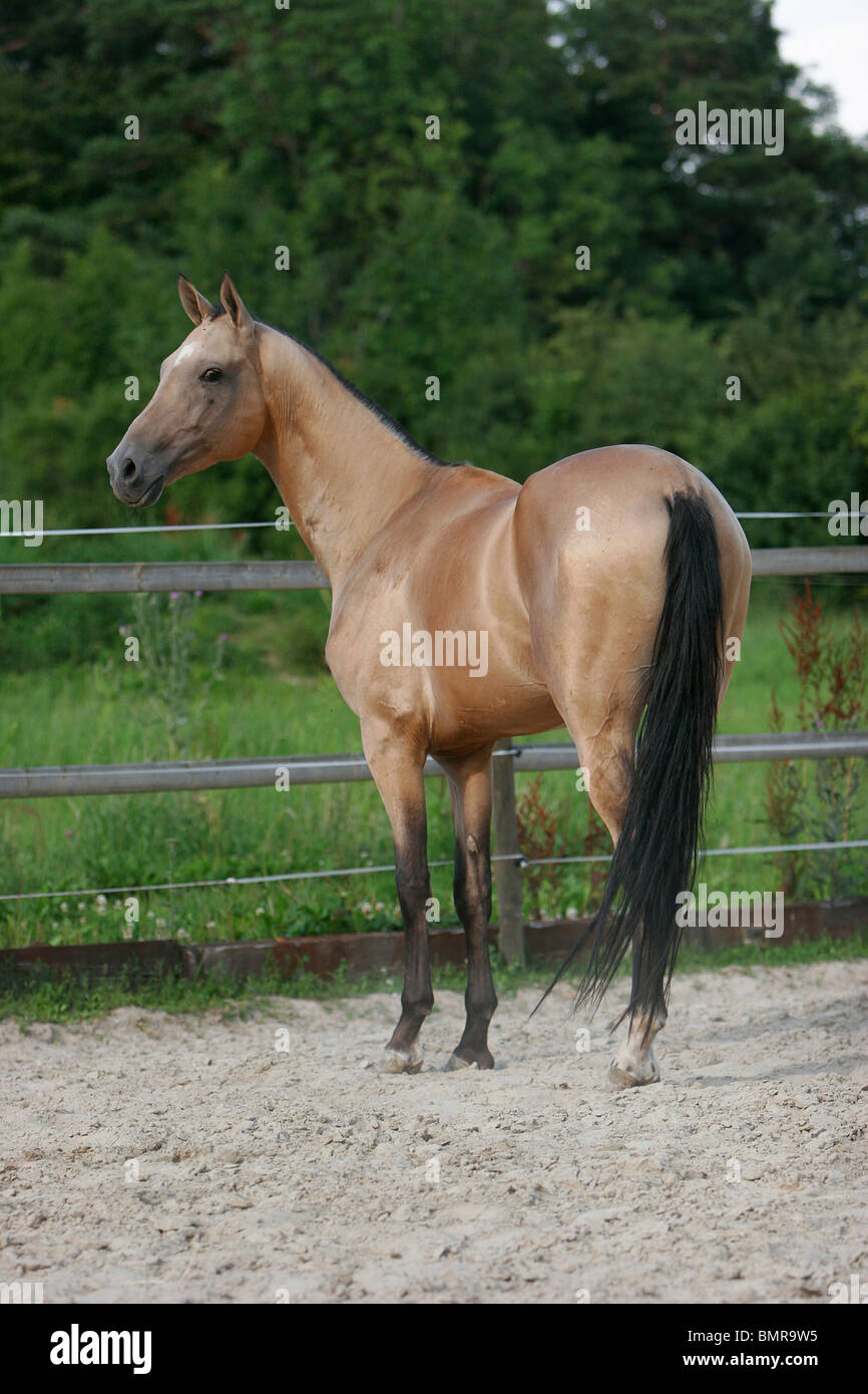 Akhal-teke Banque D'Images