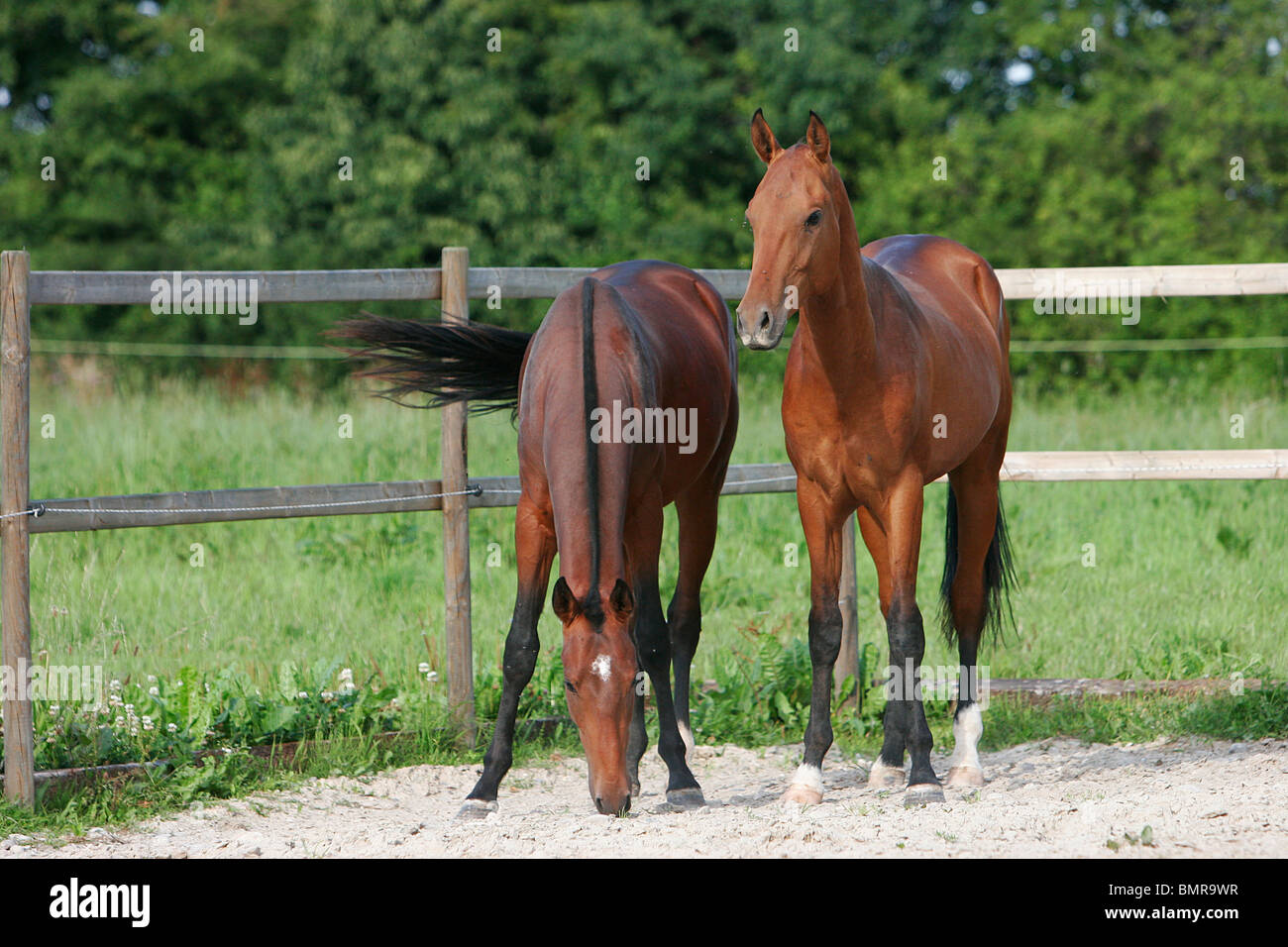 2 chevaux akhal-teke Banque D'Images