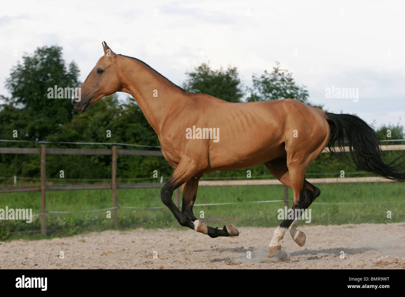 Akhal-teke Banque D'Images