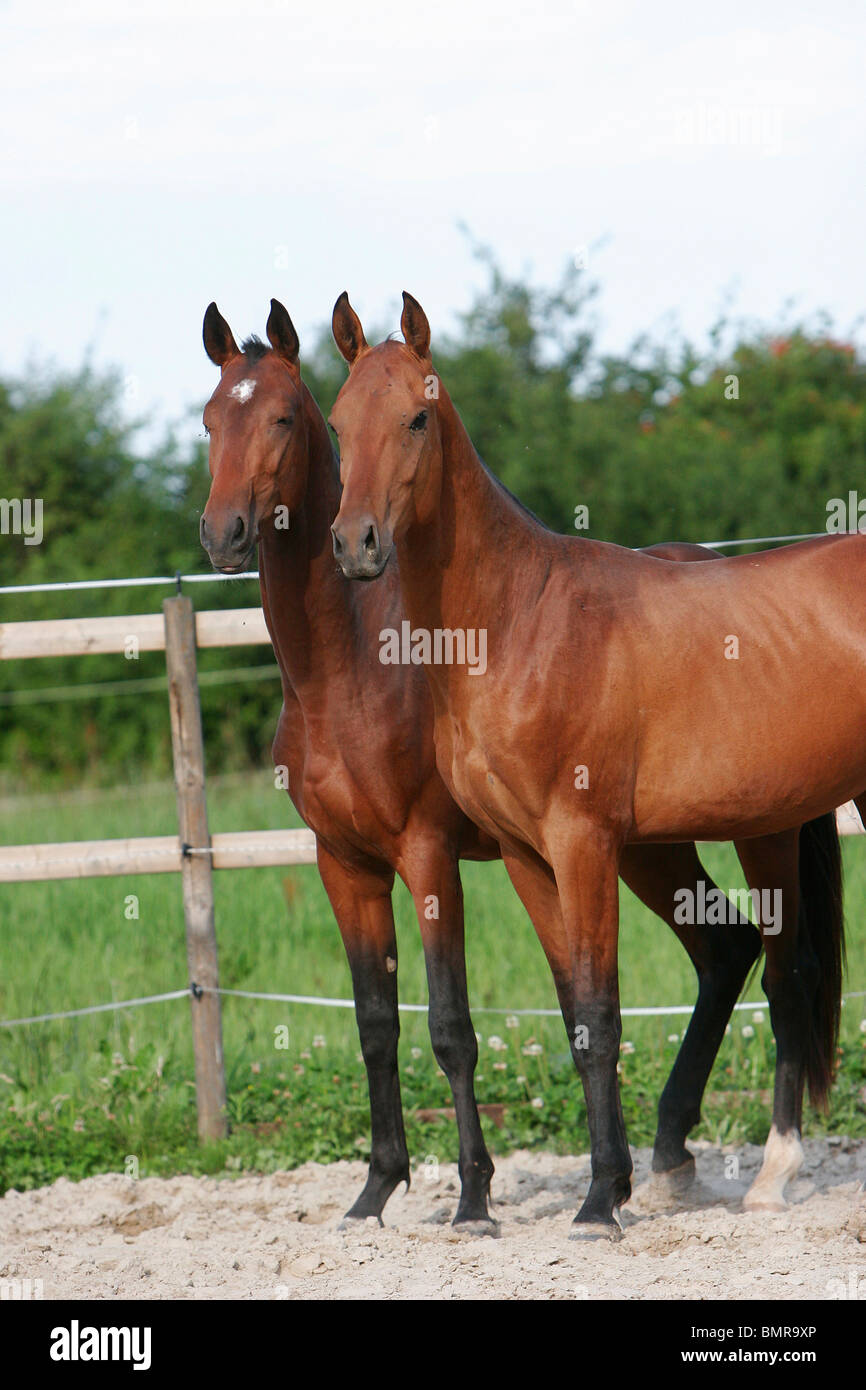 2 chevaux akhal-teke Banque D'Images