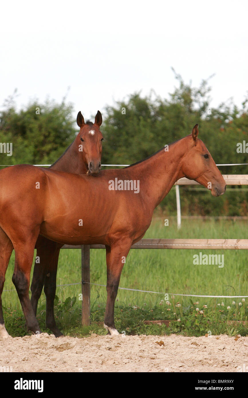 2 chevaux akhal-teke Banque D'Images