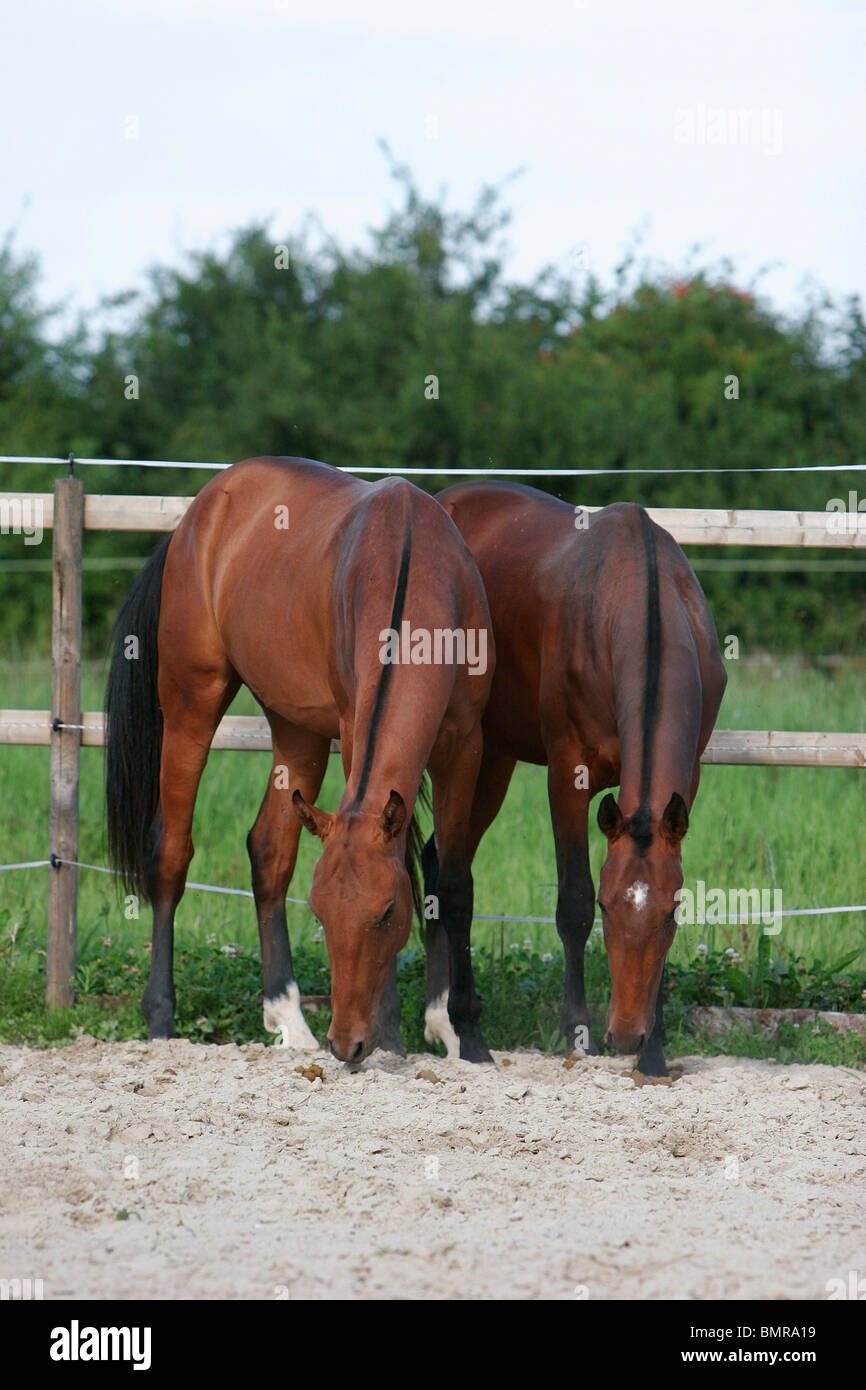 2 chevaux akhal-teke Banque D'Images