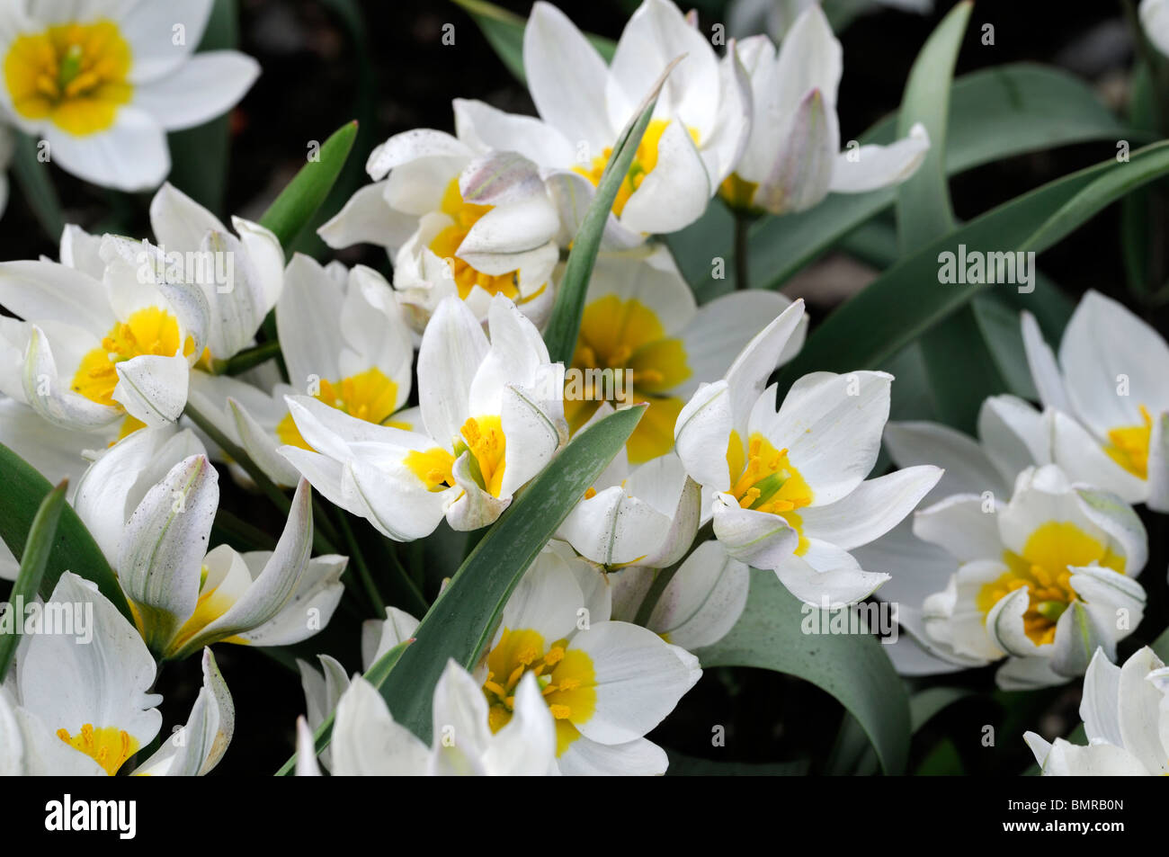 Tulipa polychroma fleuri au début du printemps du groupe 2 espèces de fleurs  sauvages en fleurs blanches fleurs multiples bombée jaune anthère de base  Photo Stock - Alamy