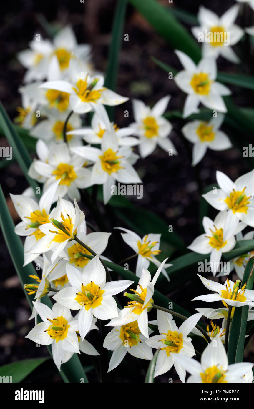 Tulipa turkestanica Turkestan tulipe tulipes sauvages turc début mi saison parfumé aux fleurs de forme en forme de lance Banque D'Images