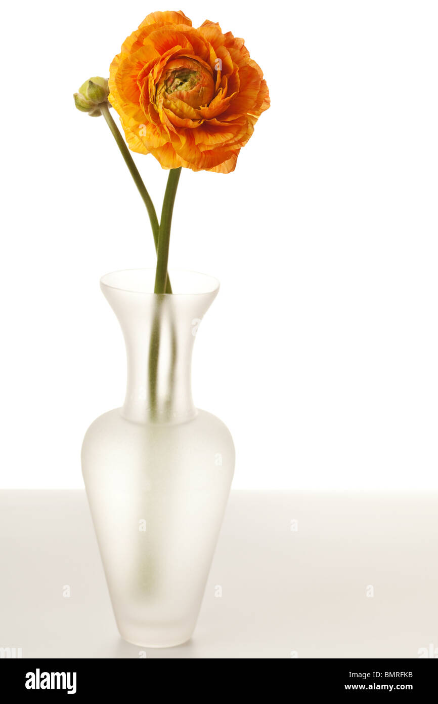 Ranunculus Orange sur table isolé sur fond blanc Banque D'Images