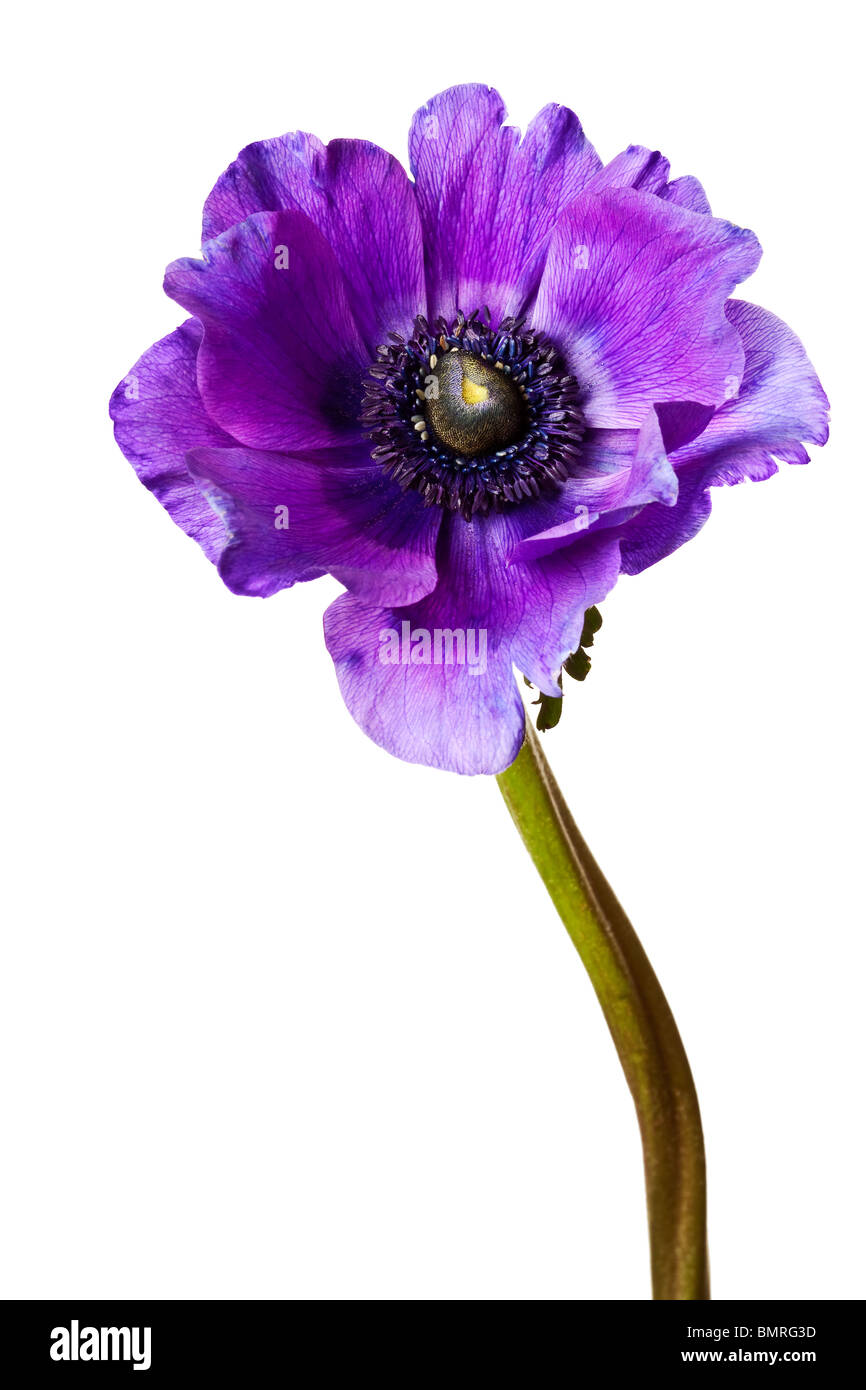 Anémone violette Banque de photographies et d'images à haute résolution -  Alamy