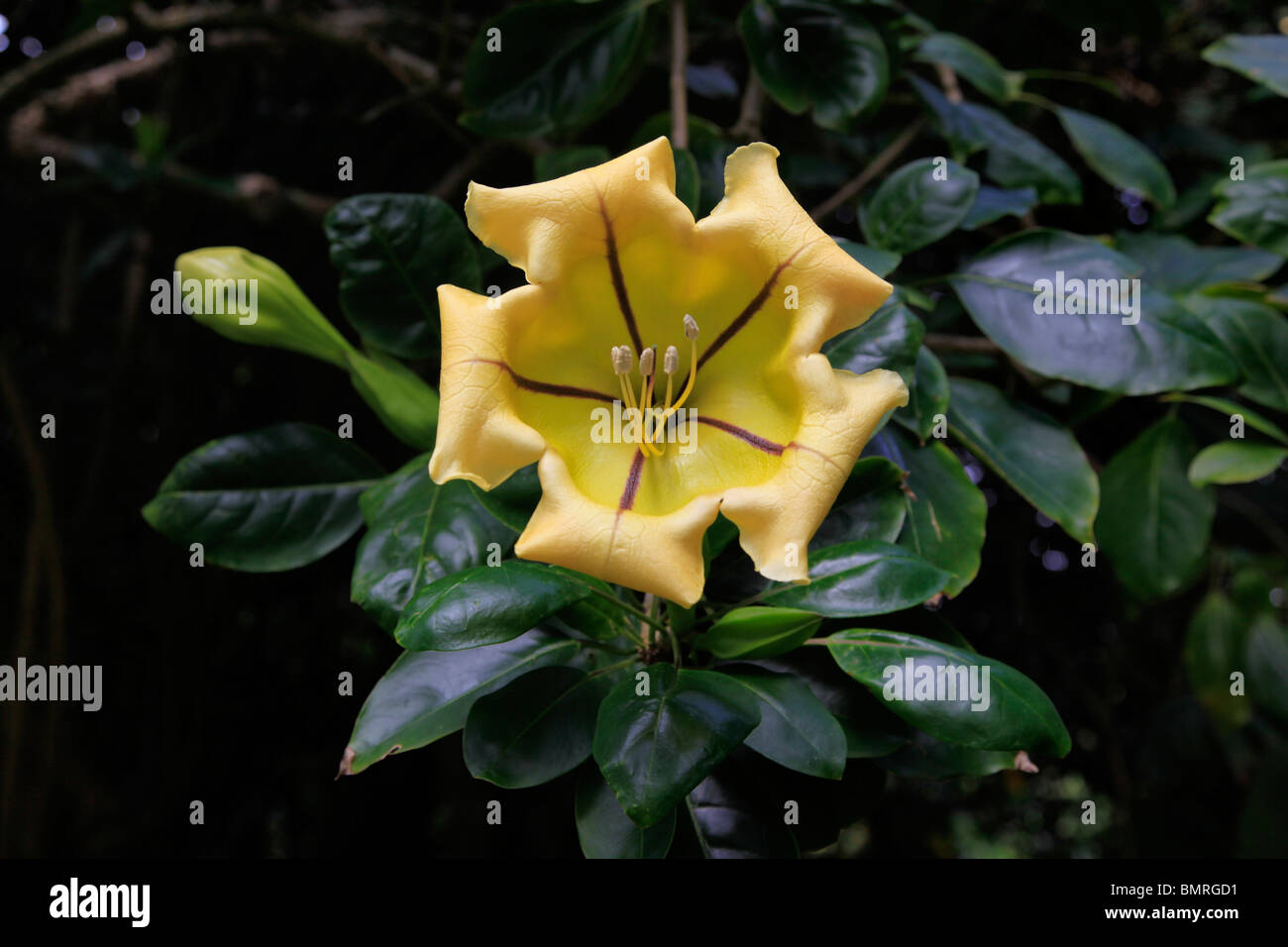 Tasse d'or, jardin d'Eden, jardin botanique, Hana Coast, Banque D'Images
