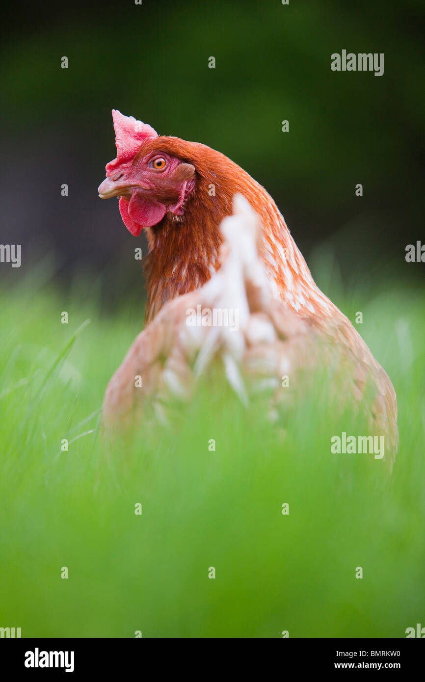 Poule En Liberté Photos Poule En Liberté Images Alamy